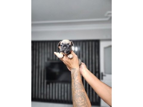 French bulldog dişi yavru