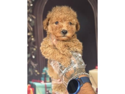 Altın rengi toy poodle yavrular