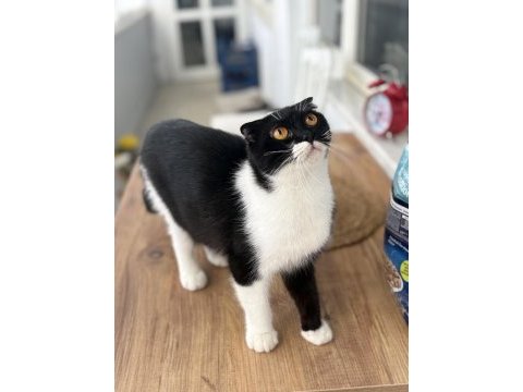 Scottish fold kedimiz ücretsiz