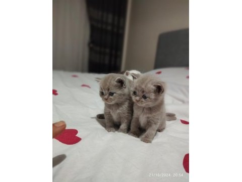 British shorthair dişi ve erkek
