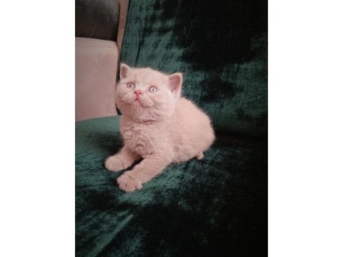 Safkan british shorthair cinnamon ve fawn