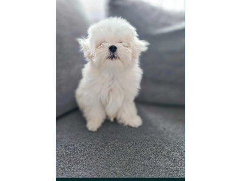 Maltese terrier yavru aşıları tam harika yavrular