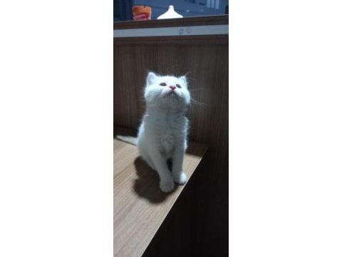Evcil tekir kedilerimiz