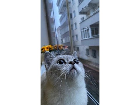 Kedimiz mia çok acil yeni yuvasını arıyor