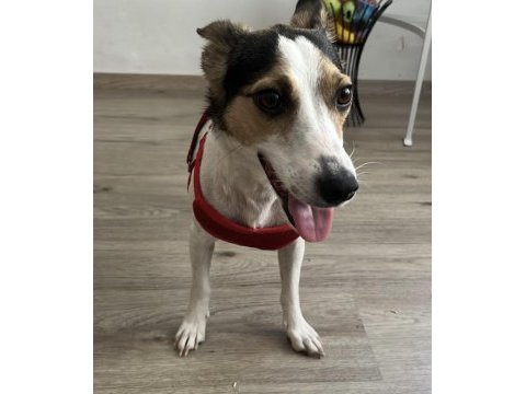 Jack russell kızımız yuva arıyor