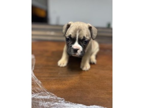 Sütten kesilmiş saf kanlı french bulldog