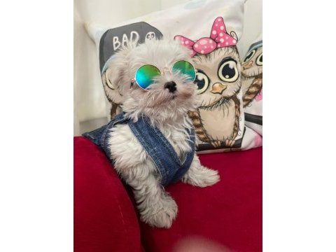 Kore maltese erkek yavru