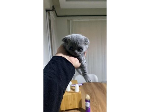 Scottish fold kedisi