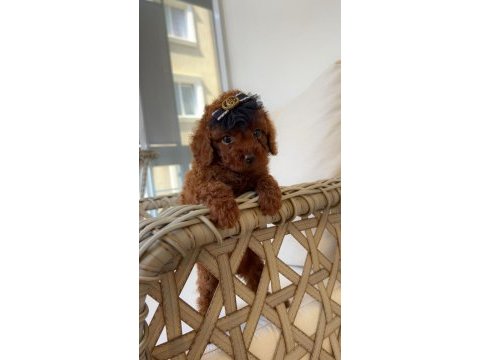 Ev ortamında red brown kore poodle yavrum