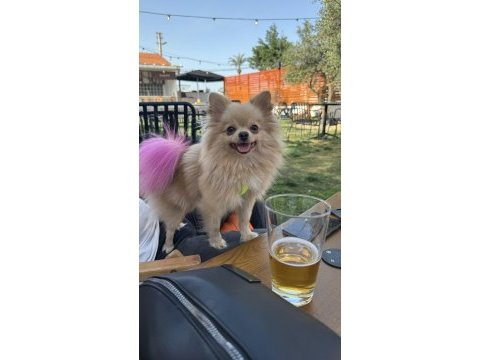Pomeranian köpeğimiz izmir