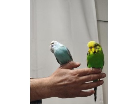 Bir çift show jumbo kuşum var ben gibi bakımlı
