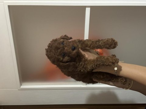 Evde büyüyen tuvalet eğitimli 2.5 kg olacak köpekler