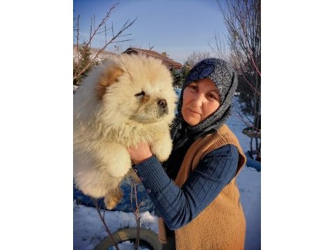 Çin aslanına aşık olacaksınız