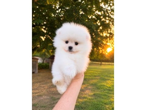 Sağlık ve ırk garantili pomeranian köpeği
