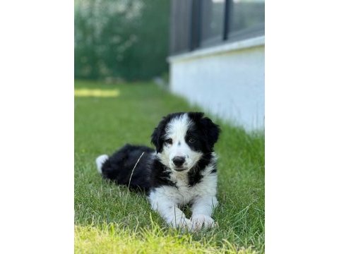 Köpeğimiz leomuza iyi bakacak bir yer arıyoruz