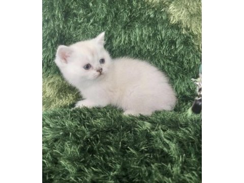 British shorthair kedisi sağlıklı