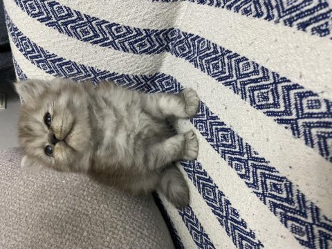 Küt burun bebek kediler