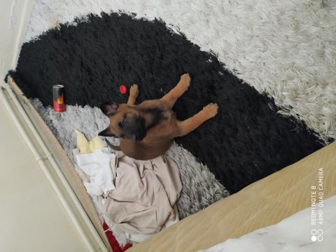 Yavru belçika kurdu malinois dişi