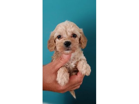 Maltipoo dişi erkek