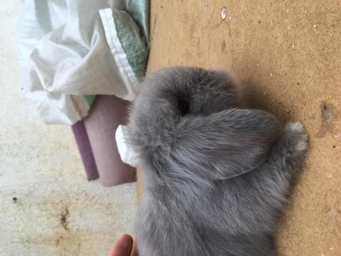 Hollanda lop tavşanı blue