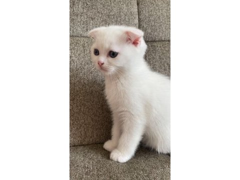 Scottish fold 1 erkek ve 1 dişi yavru