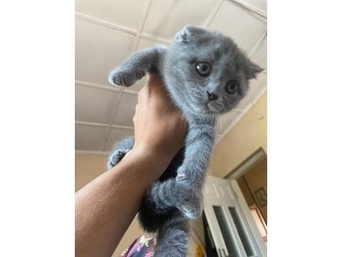 Antalya scottish fold 2 dişi kedimiz