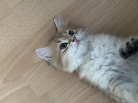 2.5 aylık erkek golden british longhair