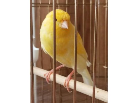 Lanc yavru erkek kanarya