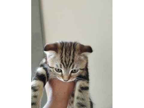 Erkek scottish fold