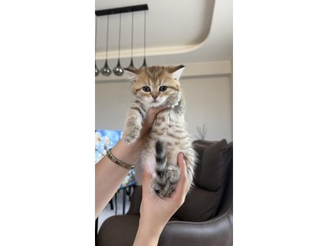 Golden british shorthair bebekler