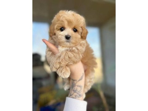 Teacup minik maltipoo yavruları