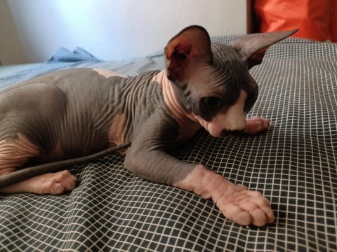Sphynx 20 mayıs doğumlu oğlumuz