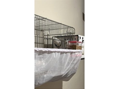 Yavru alınmış albino white face çift sultan papağanı