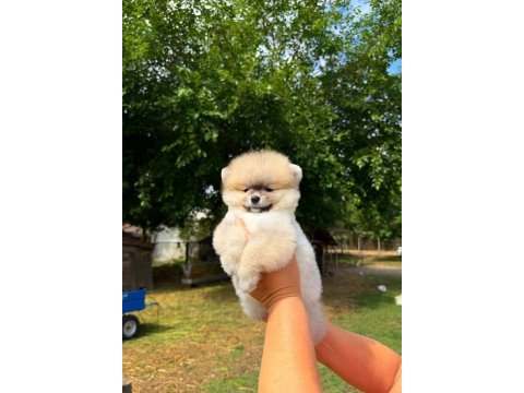 Yavru pomeranian boolarımız
