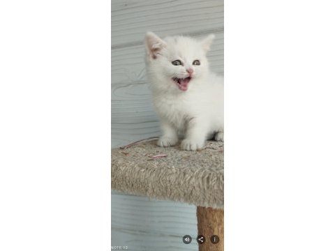 Munchkin cüce kediler