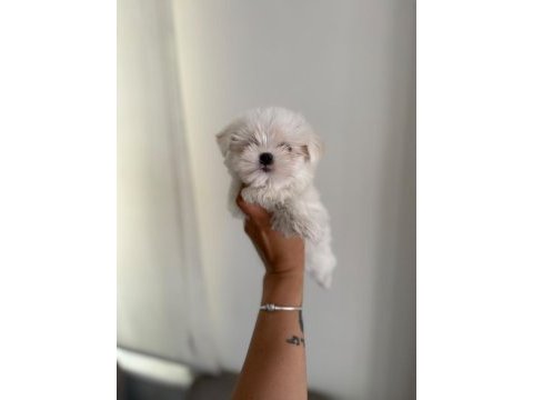 Kar topu bebek köpeğimiz