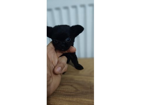 1 lokma bebek chihuahua
