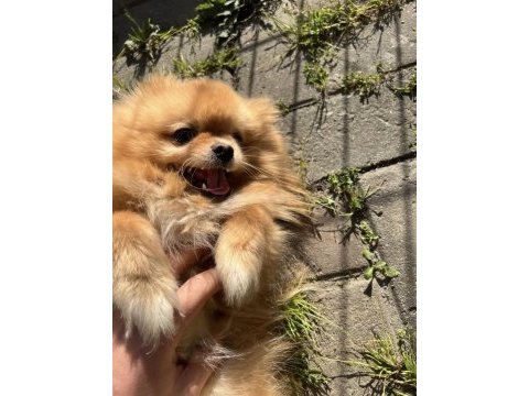 0 boy pomeranian oğlumuz yeni yuvasını arıyor