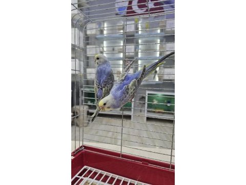 Raınbow üst vasıf muhabbet takımlar açıklamayı okuyun