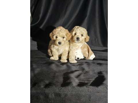 Orjinal teacup maltipoo yavrular