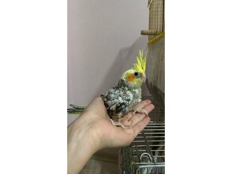 Yavru sultan papağanları