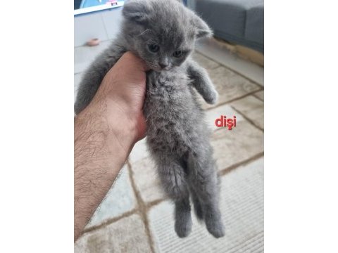 Scottish fold yavrularımız yeni yuvalarını arıyorlar