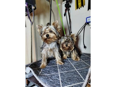 Mini erkek yavru yorkshire terrier