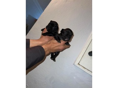 Egzotik ve standart fransız bulldog