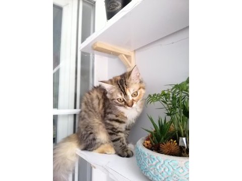 Sakin sevgi dolu dişi kedimiz