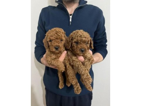 Red toy poodle