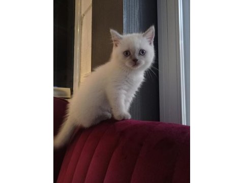 Blue point british shorthair yavrular