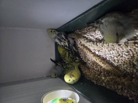 Sahiplenilmek için muhabbet kuşu yavru