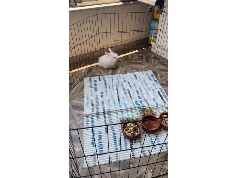 3 aylık evcil teddy lop tavşan