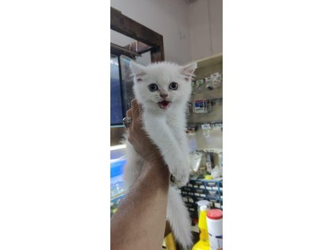 British shorthair blue point